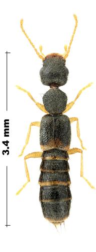Réf. 356 766 : Astenus sp.